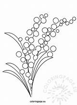 Mimosa Flower Coloring Drawing Festa Della Coloringpage Eu Clipart Pages Clip Donna Flowers Getdrawings Library Cliparts Uložené sketch template