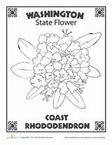 State Washington Flower Coloring Rhododendron Choose Board Wa Worksheet Color sketch template