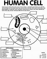 Coloring Cells Worksheet Animal Chessmuseum sketch template