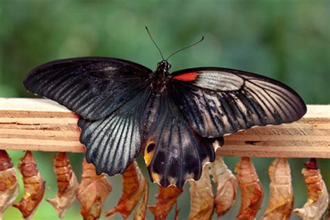 tywkiwdbi tai wiki widbee gynandromorph great mormon butterfly