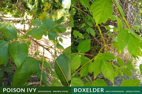 How To Identify Prevent And Treat Poison Ivy And Poison Oak While