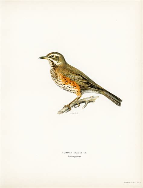 Redwing Turdus Iliacus Illustrated By The Von Wright Bro Flickr