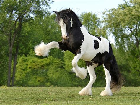 horse wallpapers