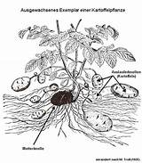 Kartoffelpflanze Schematische Darstellung Proplanta Mediagalerie sketch template
