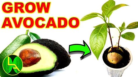 How To Grow Avocado Plant At Home In Simple Steps Grow Avocado