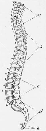 Spine Anatomy sketch template