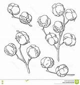 Cotton Plant Drawing Paintingvalley Graphic sketch template