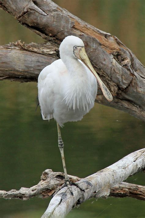 yellow billed spoonbill  zealand birds