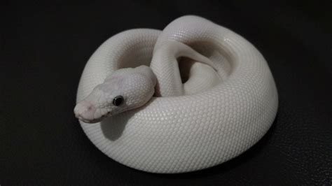 blue eyed leucistic ball python morph 9 stunning pictures