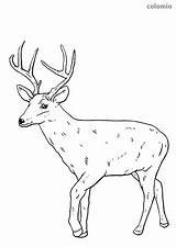 Deer Deers Fallow Mammals sketch template