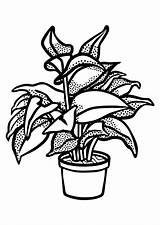 Plant Coloring Indoor Pages sketch template