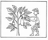 Mustard Parable Colouring Sower sketch template