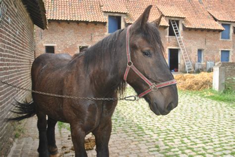 boerenpaard het neerhof