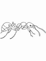 Ants Omnivorous sketch template