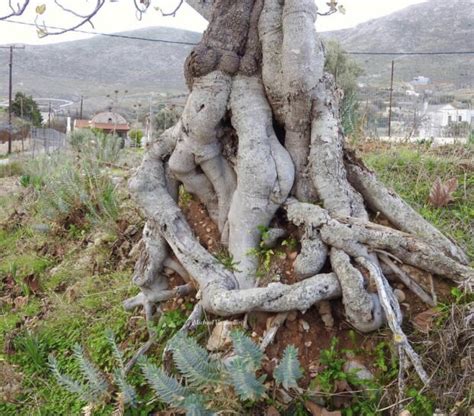 Trees Having A Good Time A Treesome Redmagick