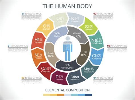 cual es el elemento mas comun en el cuerpo humano startupassemblyco