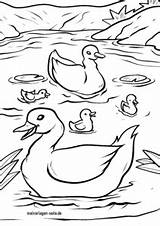 Enten Ausmalbilder Ente Entenfamilie Malvorlage sketch template