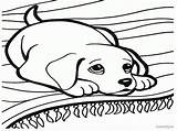 Hound Basset Coloring Pages Getcolorings Fresh Printable Color Print sketch template