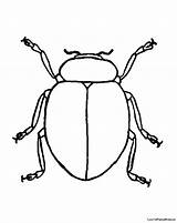 Beetle Coloring Pages Printable Colouring Color Bug Getcolorings Japanese Getcoloringpages Getdrawings Print Cartoon sketch template
