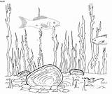 Mussel Designlooter Endangered Dwarf Heterodon Species sketch template