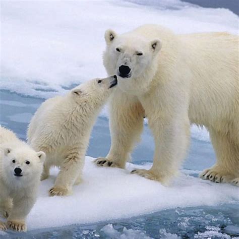 oso polar osos polares bebes osos polares oso polar