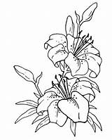 Flower Flowers Drawing Coloring Jasmine Large Pages Plant Clipart Netart Drawings Color Plants Outline Wheat Printable Print Chinese Para Colorear sketch template