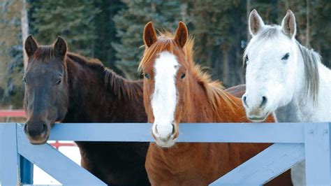 home    horse   lifelong love  equines  canada