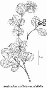Amelanchier Alnifolia Flora Drawing Berry Saskatoon Amel Illustration Alni sketch template