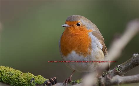 robin bird pictures  animal picture society