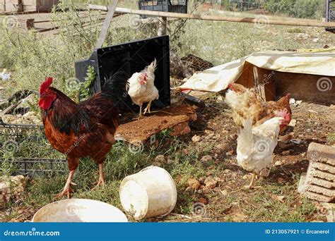 chickens and the empty tv case stock image image of bird monitor