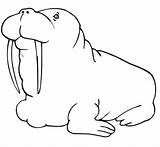 Walrus Coloring Fat Pages Cute Baby Printable Color Designlooter Clipart Online Supercoloring 1080px 1168 67kb Categories sketch template