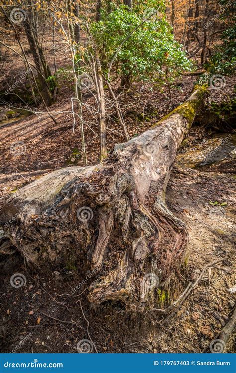 fallen tree   forest stock image image  forestry