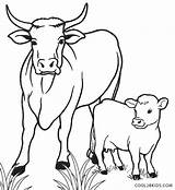 Cow Kuh Vaca Vache Ausmalbilder Veau Calf Cool2bkids Colorir Ausdrucken Kalb Desenhos Becerros Malvorlagen Imprimer Animal Figuras Páginas Impressão Grátis sketch template