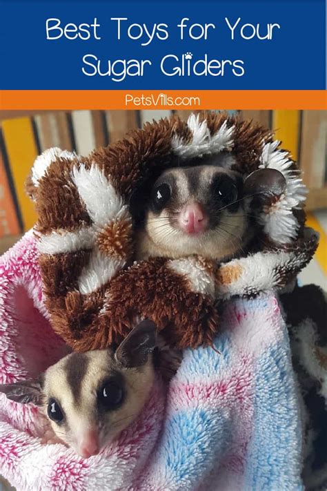 toys  sugar gliders complete guide  keeping  entertained petsvills