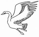 Swan Swans Schwan Cigni Cigno Fliegender Cygne Stampare Coloring4free Oiseau Vola Schwäne sketch template