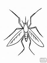 Mosquito Coloring Pages Drawing Insect Color Printable Colorings Getcolorings Clipartmag Insects Supercoloring Categories sketch template