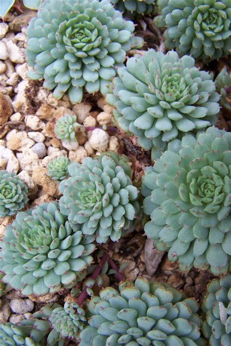 oregon cactus blog echeveria globulosa