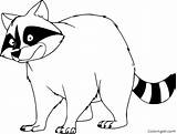 Raccoon Coloringall Racoon sketch template