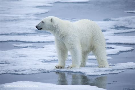 9 Facts About Arctic Sea Ice Polar Bears International