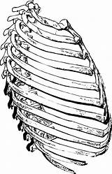 Ribs Drawing Skeleton Clipartmag Rib Clipart Cage sketch template