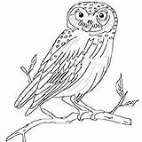 Coloring Owl Burrowing Pages Printable Print Realistic Getcolorings Getdrawings Colorings Designlooter Color 230px 38kb Eurasian Eagle sketch template