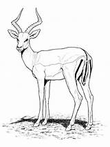 Antilope Antelope Craintif Sauvage Animal Animaux Sauvages sketch template