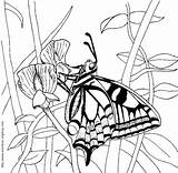 Coloring Pages Butterfly Bug Colouring Swallowtail Colour Vw Sheets Getcolorings Sheet Butterflies Insect sketch template
