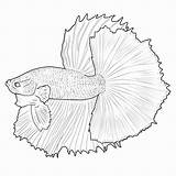 Betta Fish Bettas Siamese Bestcoloringpagesforkids Coloringbay sketch template