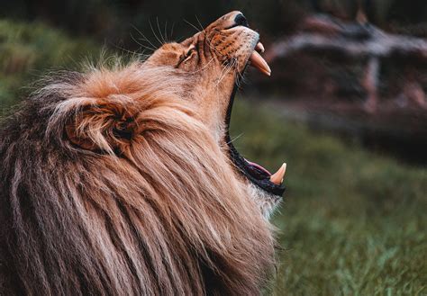 roaring lion  stock photo picjumbo