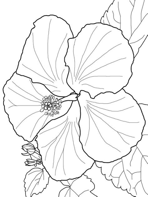 hibiscus flower coloring pages   print hibiscus flower
