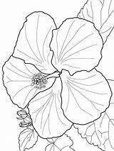 Hibiscus Coloring Pages Flower Printable Color Flowers Print Recommended sketch template