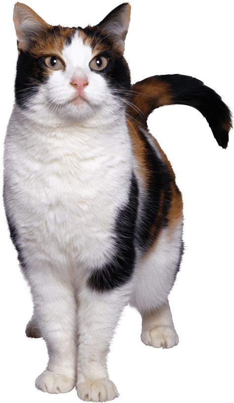 cat png image  picture kitten hq png image freepngimg