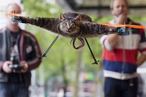 cat drone orvillecopter  drone  shook  world