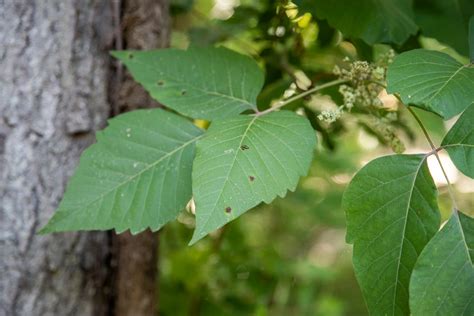 Poisonous Plants In Ohio From Ivy To Sumac